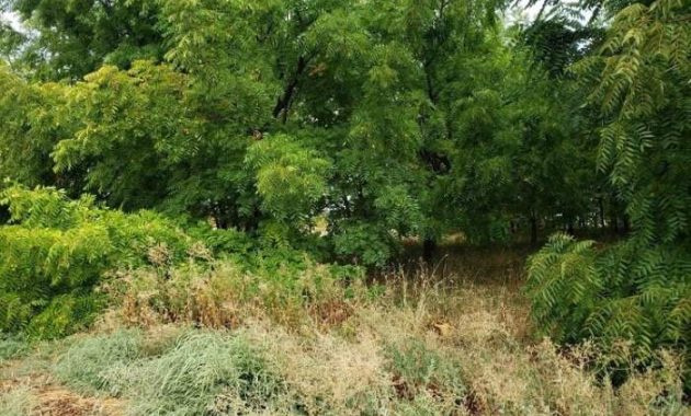 Best time to plant trees in wisconsin