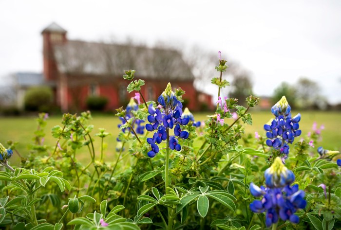 Wildflower seeds