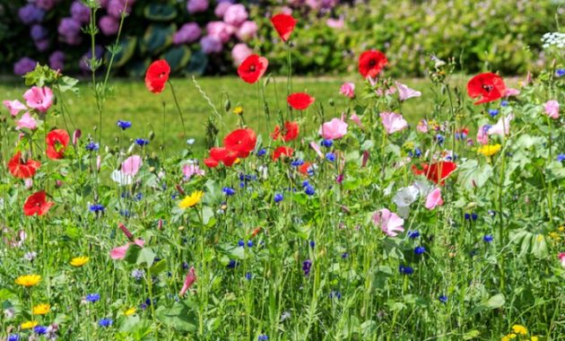 Best time to plant wildflower seeds