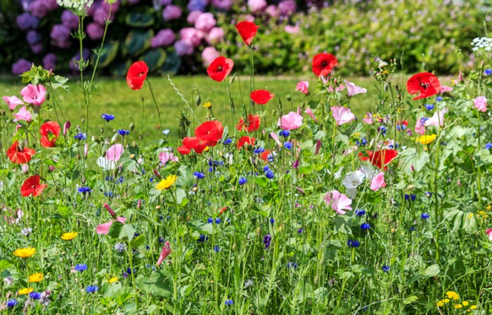 Best time to plant wildflower seeds