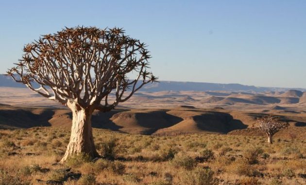 Unique trees to plant