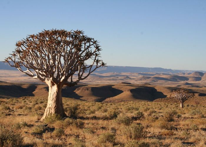 Unique trees to plant