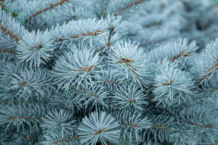 How to plant blue spruce trees