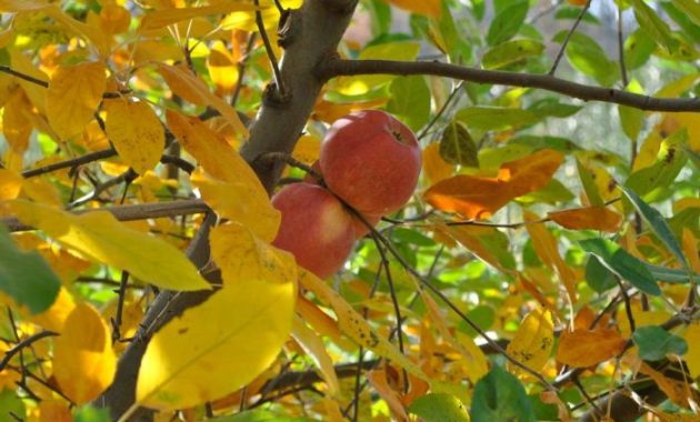 Autumn apple fall tree leaves orchard fruit trees fruits germany plant foliage nature color flower red scattered october equinox leaf