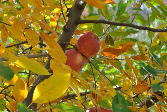 Autumn apple fall tree leaves orchard fruit trees fruits germany plant foliage nature color flower red scattered october equinox leaf