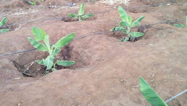 Best place to plant banana tree