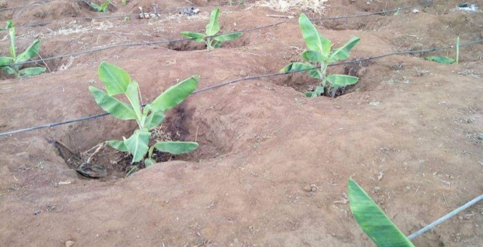 Best place to plant banana tree