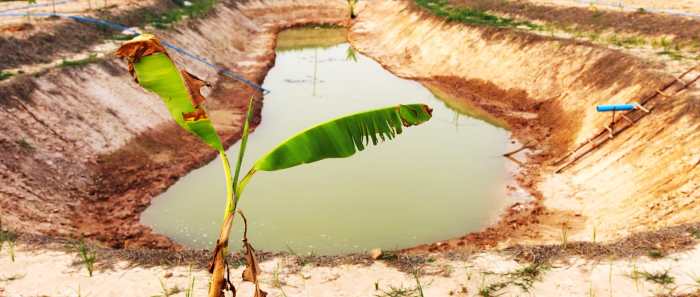 Best place to plant banana tree