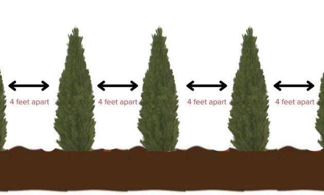 How far apart to plant cedar trees