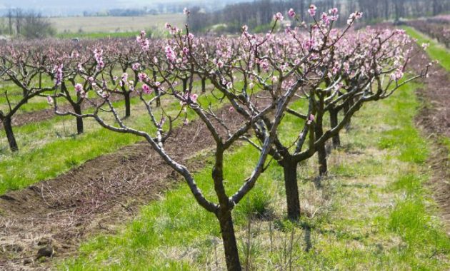 Where to plant peach tree