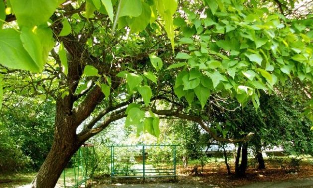 How to plant a catalpa tree