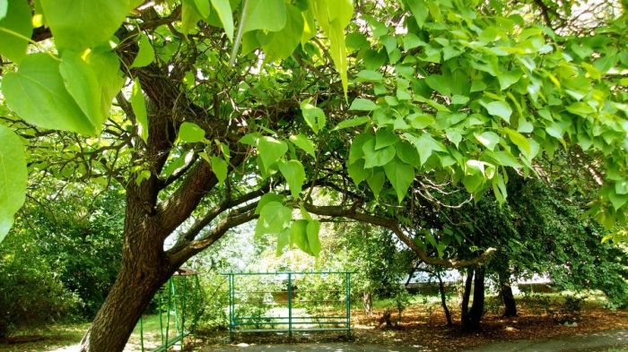 How to plant a catalpa tree