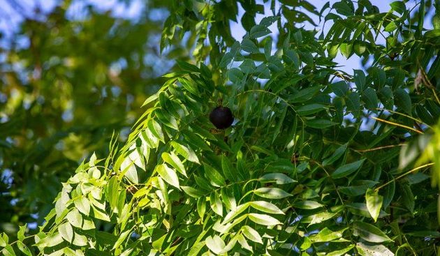 How to plant black walnut trees