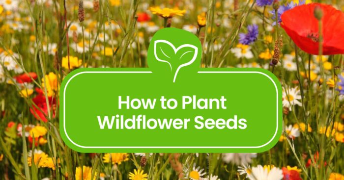 Best time to plant wildflower seeds