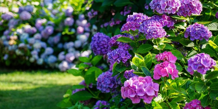 When to plant hydrangea tree