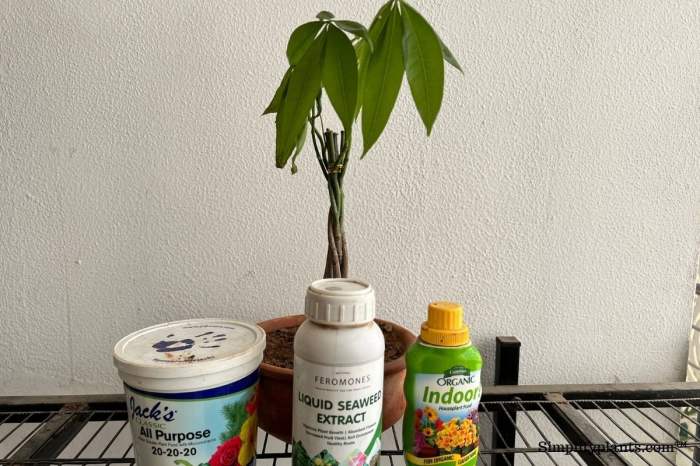 Plant food for money tree