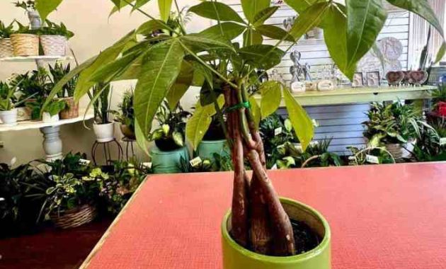 Money tree plant safe for cats