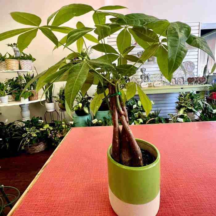 Money tree plant safe for cats