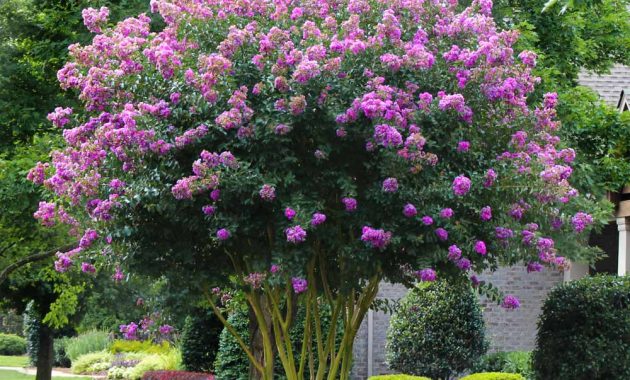 Trees boise ash sale shade tree cimmaron