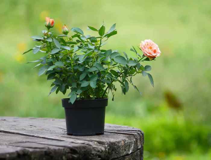 Seed roses grow easy method