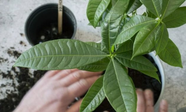 Soil for money tree plant