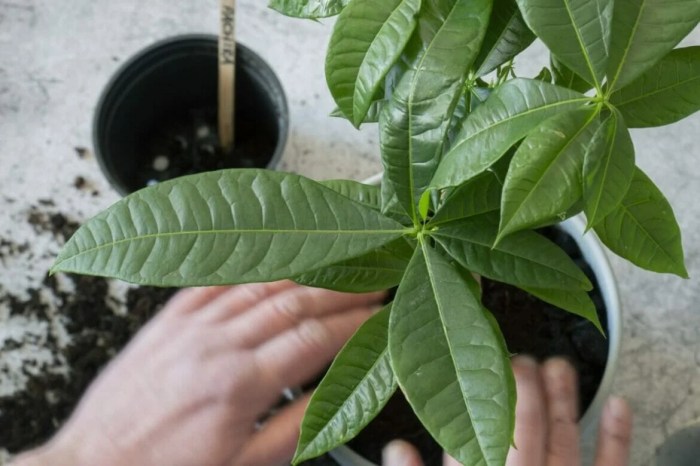 Soil for money tree plant