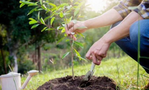 Trees to plant in the fall