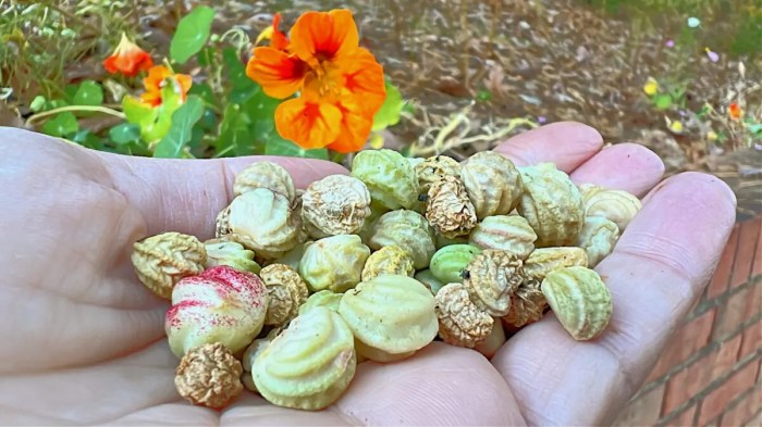 When to plant nasturtium seeds