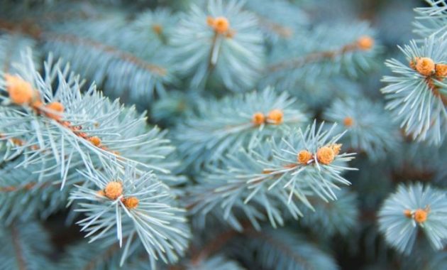 How to plant blue spruce trees