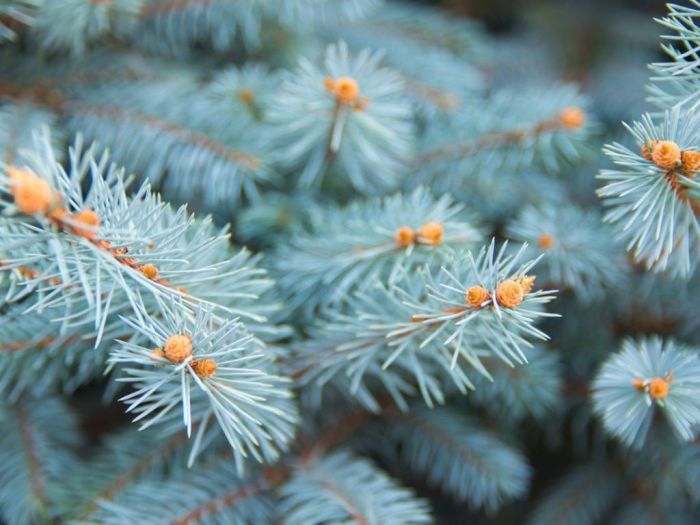 How to plant blue spruce trees