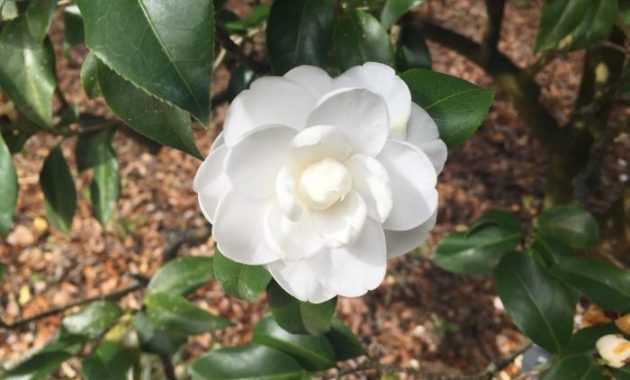 When to plant magnolia tree zone 7