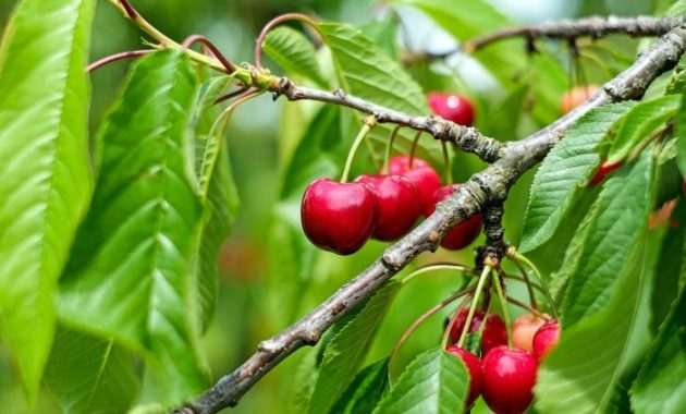 How to grow cherry plant from seeds