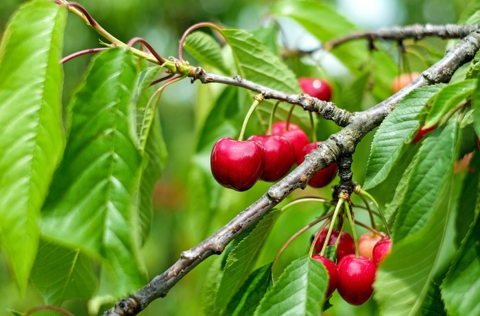 How to grow cherry plant from seeds