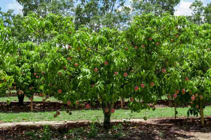 Seed fruta privada sembraron accidente valiosa ahora pradesh bihar