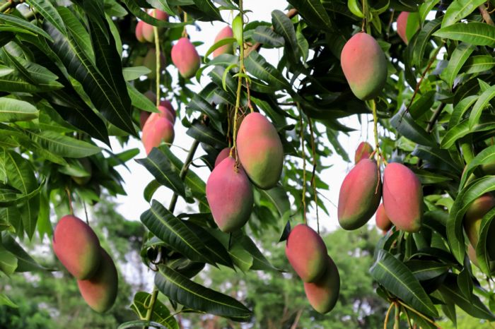 Plant mango tree from seed