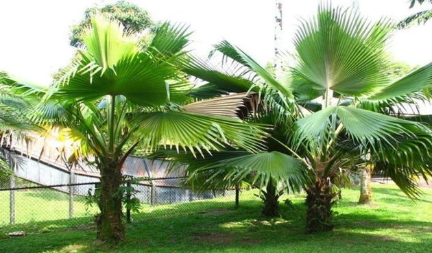 How to plant windmill palm trees