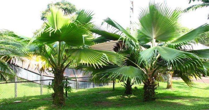 How to plant windmill palm trees