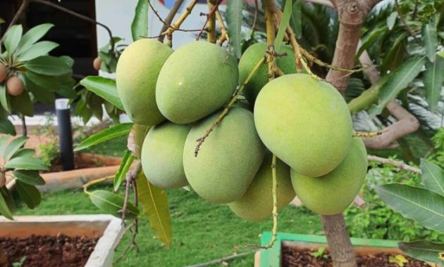 Plant mango tree from seed