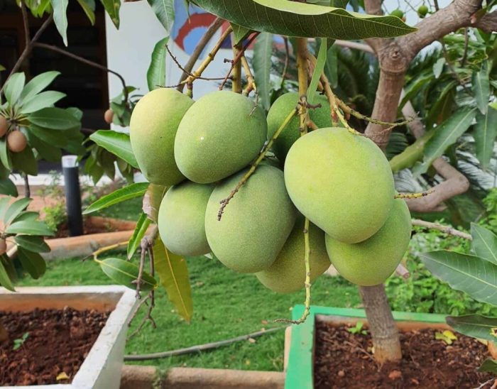 Plant mango tree from seed