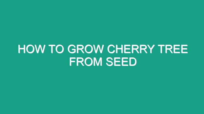 How to grow cherry plant from seeds