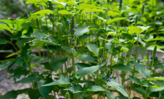 How to plant chia seeds