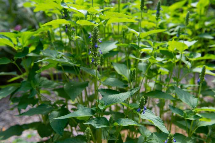 How to plant chia seeds