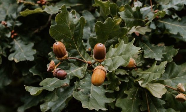 How to plant oak tree seeds