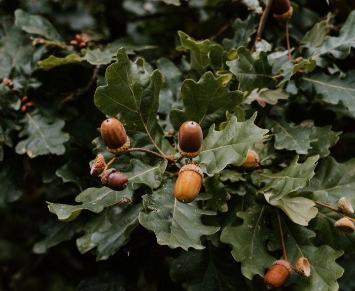 How to plant oak tree seeds