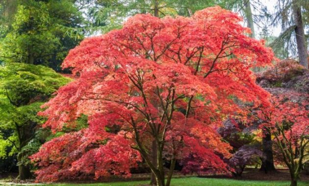 Plant japanese maple tree