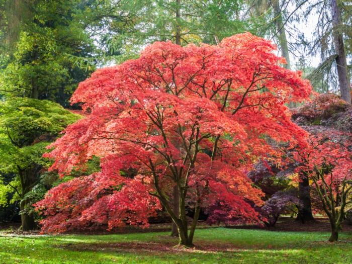 Plant japanese maple tree