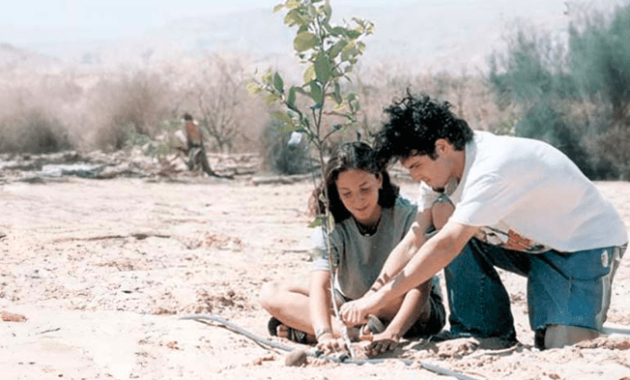 Plant trees in israel hadassah