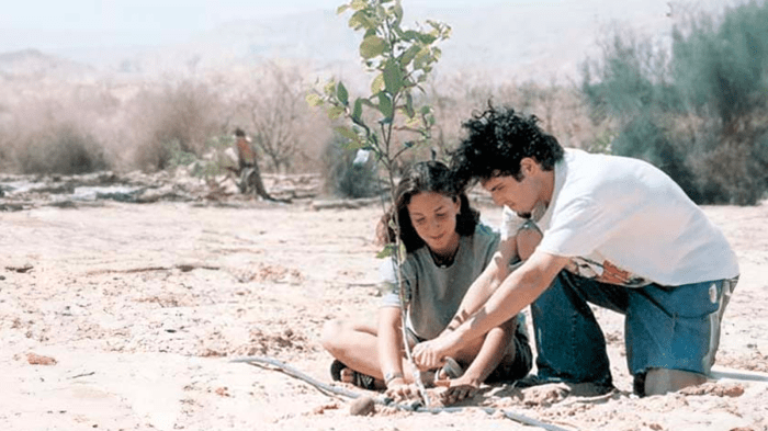 Plant trees in israel hadassah