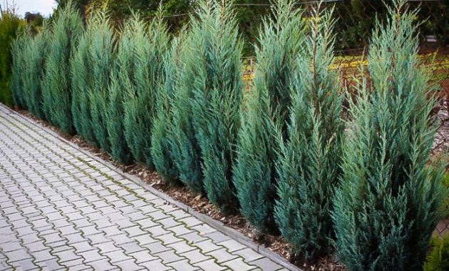 How to plant juniper trees