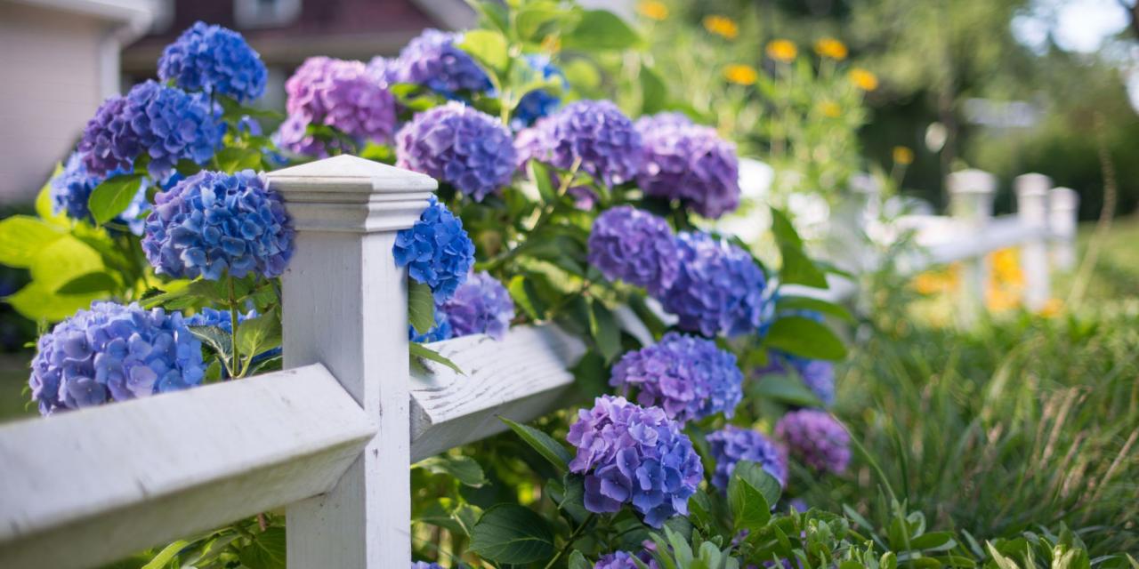 When to plant hydrangea tree